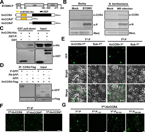 CCR4, a RNA decay factor, is hijacked by a plant cytorhabdovirus .